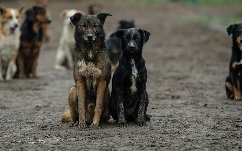 Escalating Stray Dog Phenomenon in Iraq Poses Urgent Health and Environmental Challenges