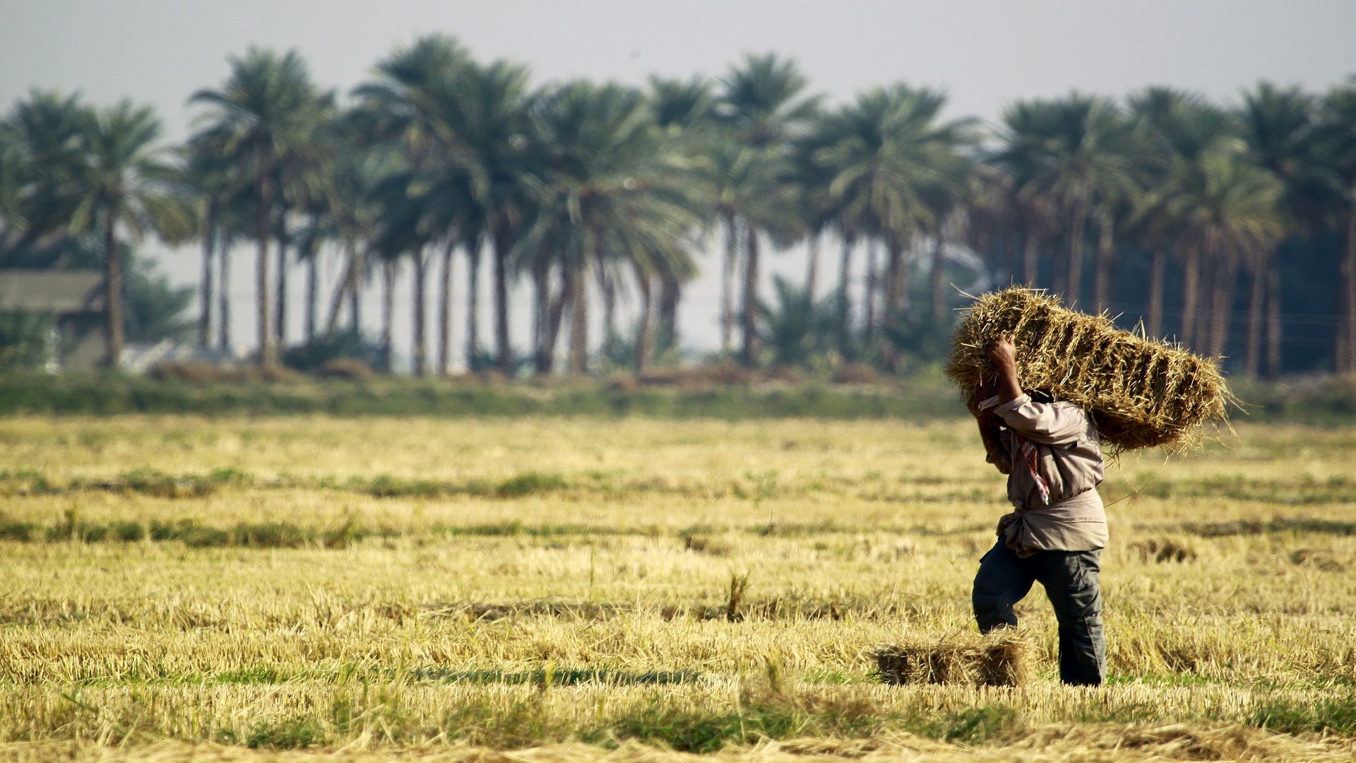 Government to Release Farmers' Financial Dues After Eid Holidays to Support the Agricultural Sector