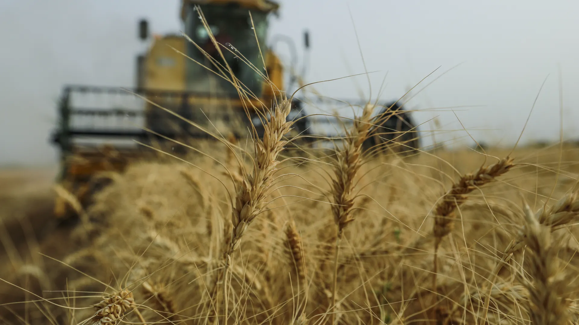 Economic Warnings of a Potential Food Crisis and Calls for a National Strategy to Support Local Production