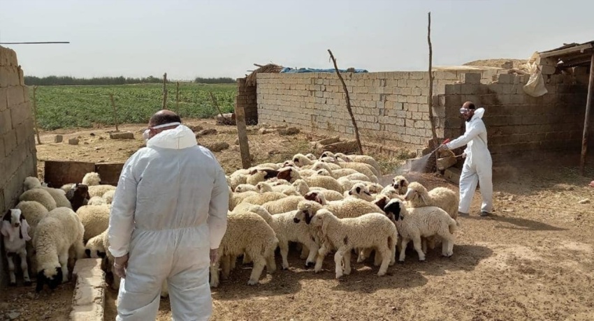 إجراءات بيطرية صارمة لمواجهة الحمى النزفية وتأمين حركة المواشي