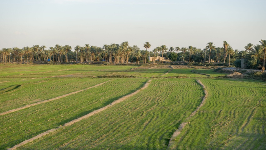 وزارة الزراعة تطلق خطة تجهيز بذور الشلب للموسم الصيفي وتحدد آليات التوزيع