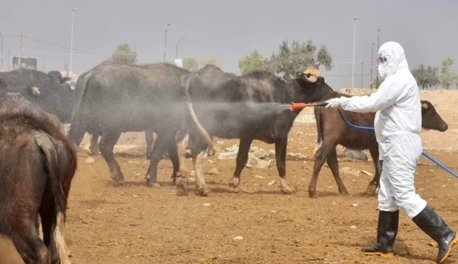 ذي قار تسجل أعلى معدلات الإصابة بالحمى النزفية مع استمرار الجهود لاحتواء المرض
