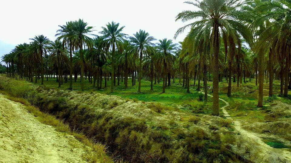 البصرة توسع مساحاتها الزراعية وسط تحديات المياه وتكاليف الإنتاج